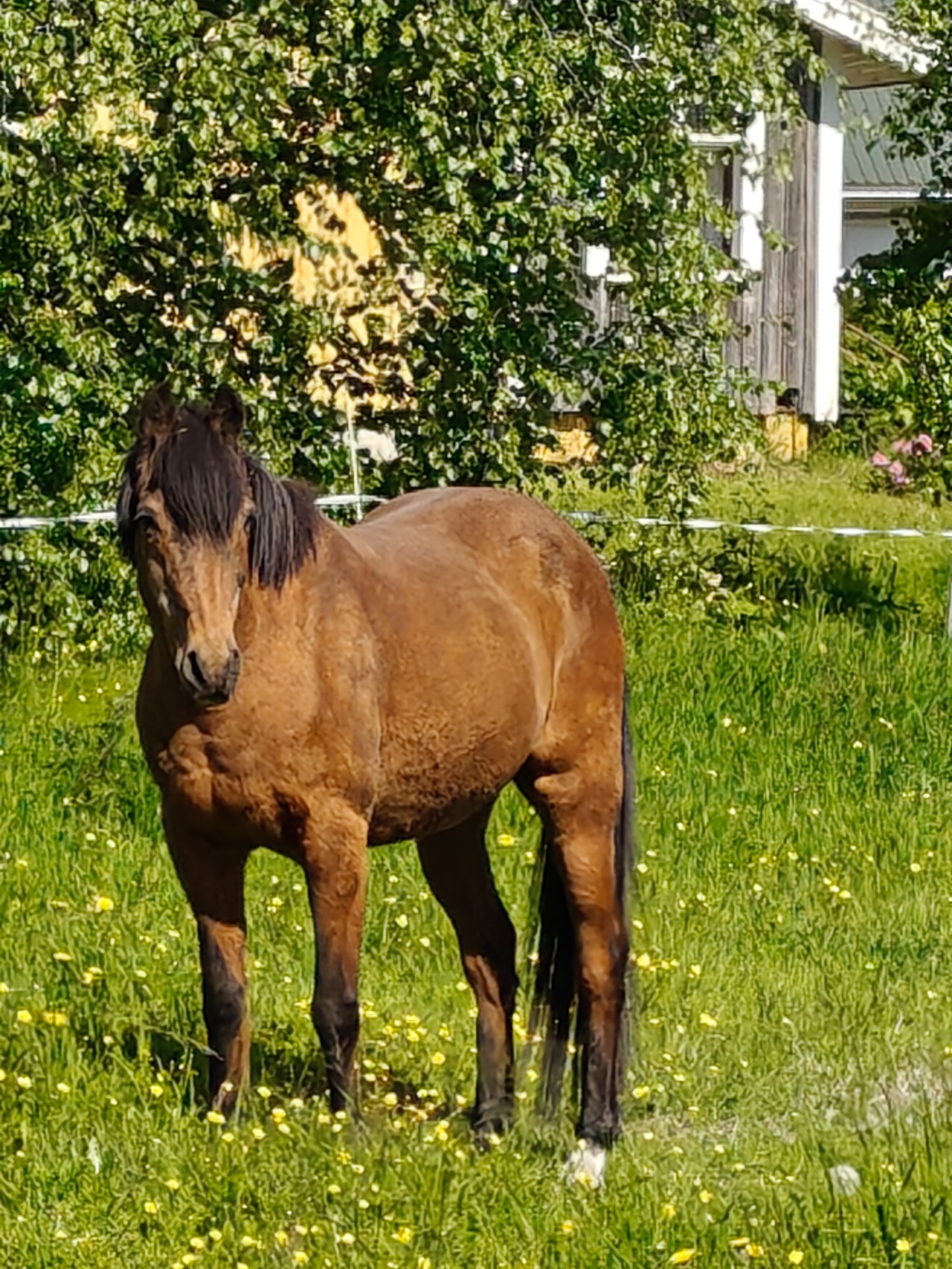 NORMAN II eli Nörtti